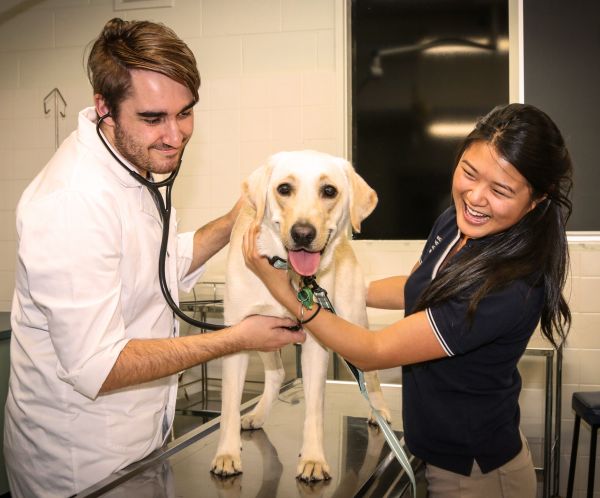 Michelle assists in a clinical examination of a dog