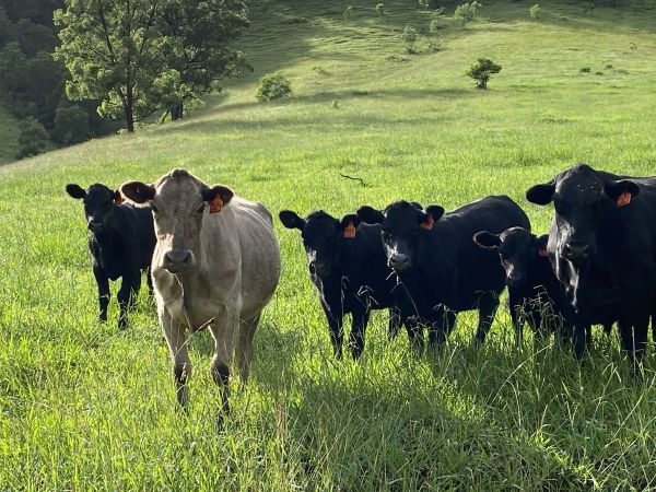 Cows standing in green paddock.