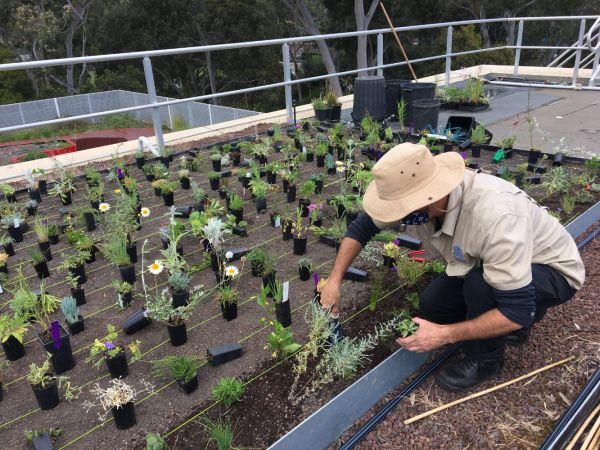 A person planting into a garden bed up on a roof.