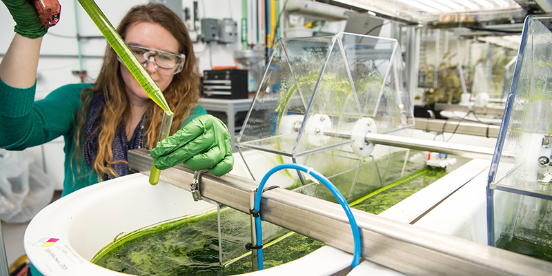 a person using a large test tube of algae