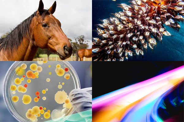 Four scenes of scientific research: a horse, an abalone floating in the ocean, a petri dish full of fungal growths, and a visualisation of light bending