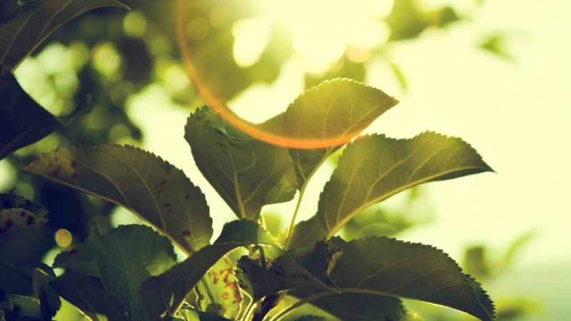 A sunlit plant