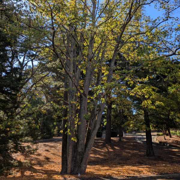 Tree with multiple trunks growing out of the ground.