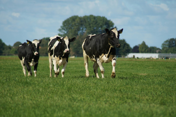Three cows walking across a paddock of green grass.
