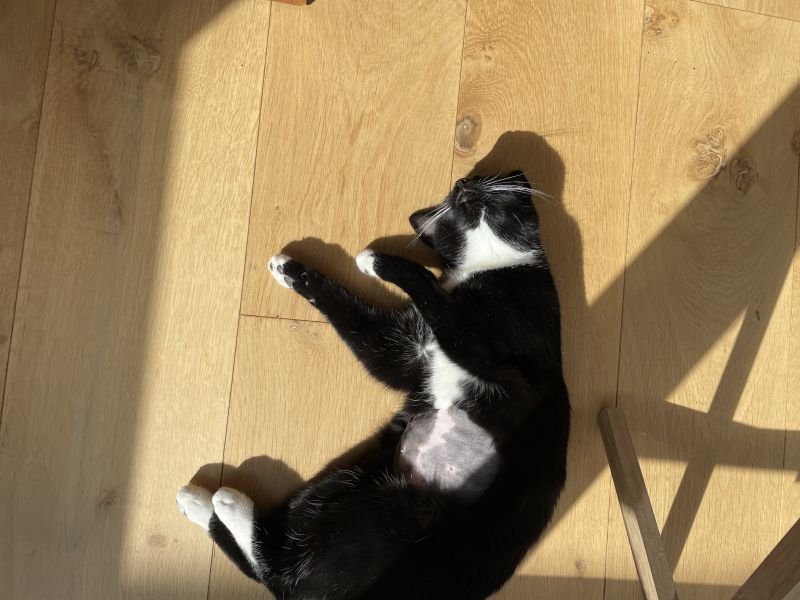 Cat lying on their back in the sun.
