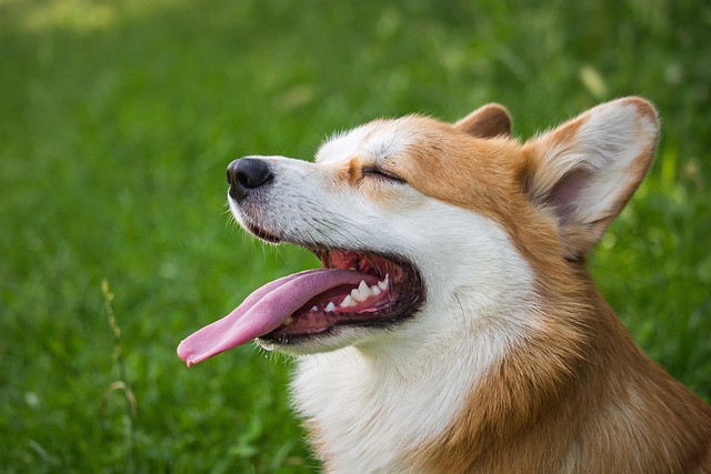 Corgy dog panting with its mouth open.
