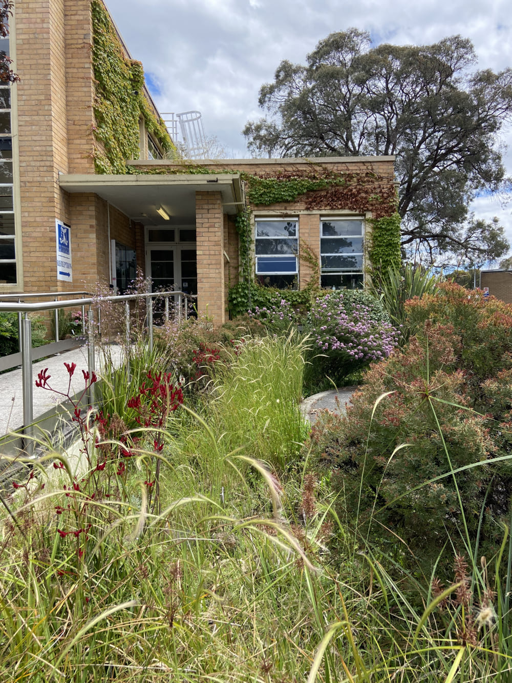 Native grasses and flowering plants growing next to a building