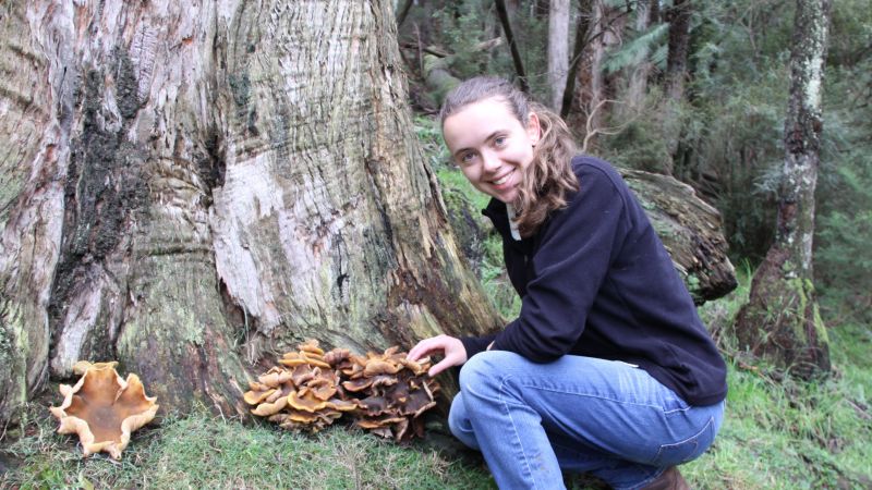 a person crouching at the base of a tree pointing to a shelf of mushrooms