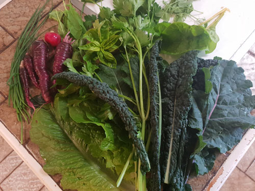 A bunch of leafy greens from Sascha's garden.