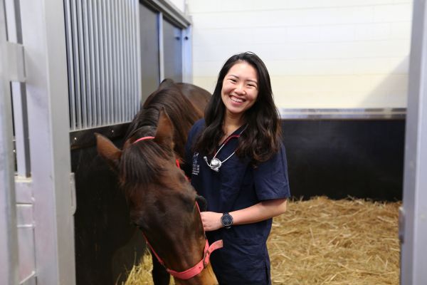 Volunteering at the equine hospital