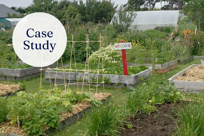 A community garden in Christchurch, New Zealand. growing various vegetables and flowers in timber raised garden beds lined by grassy paths.