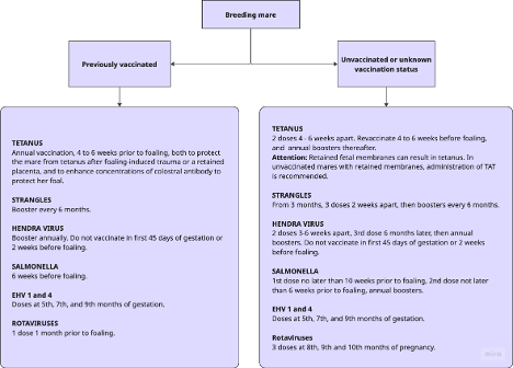 Figure 16.2. Immunisation protocol for breeding mare. Immunisation protocol for breeding mare.
