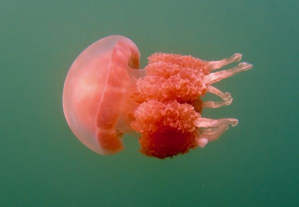 Close up of a jellyfish swimming through water