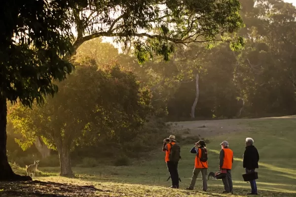 Four people in hi-vis observing and photographing kangaroos