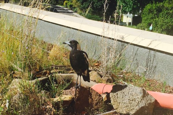 A magpie perched on a stone in a rooftop garden