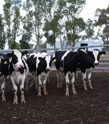 Black and white cows standing in a yard with gum trees in the background.