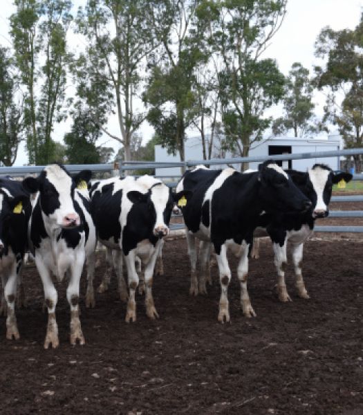 Black and white cows standing in a yard with gum trees in the background.