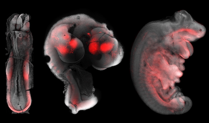A collage of three images showing the progression of forelimb development in a dunnart embryo over three days of development. Credit: Dr Axel Newton