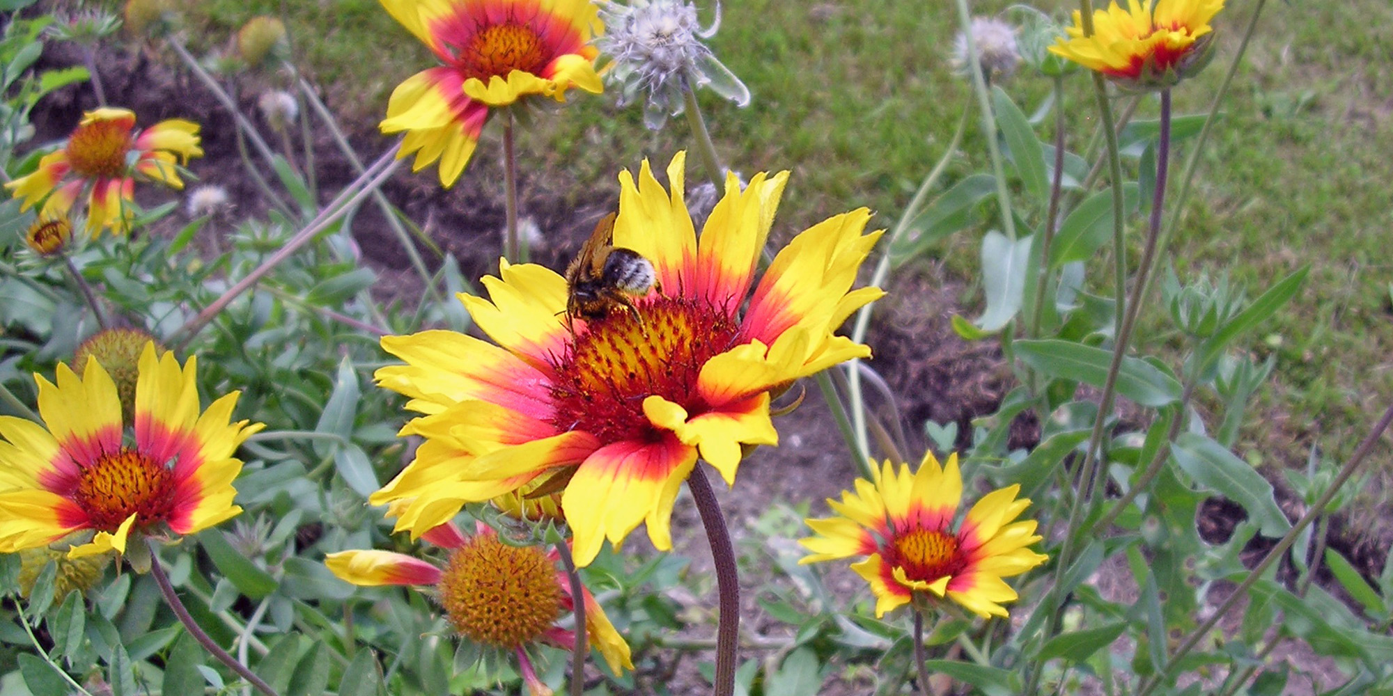 Bee lands on yellow and red flower