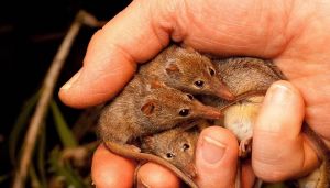 Three dunnarts sitting in a hand