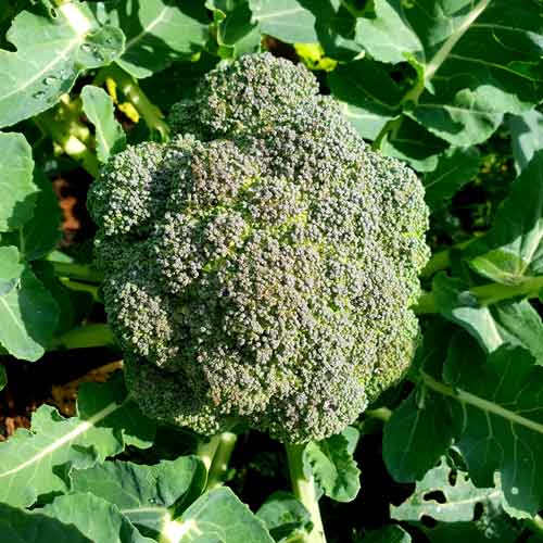 Image of a broccoli head in the garden