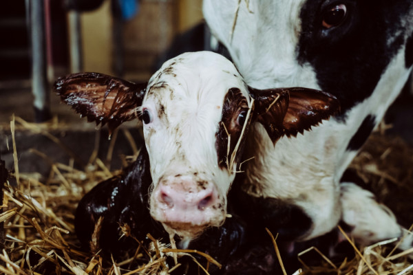 Newborn calf on a floor of straw.