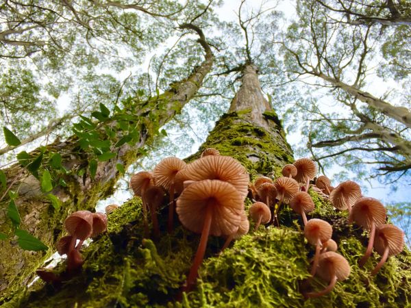 Close-up view of fungi and moss growing from the roots of a large tree trunk
