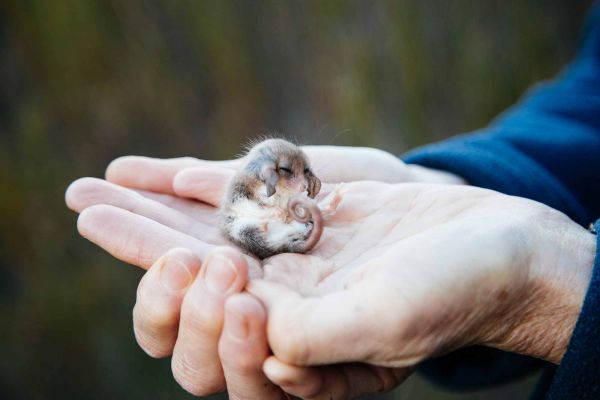 Pygmy possum in hand