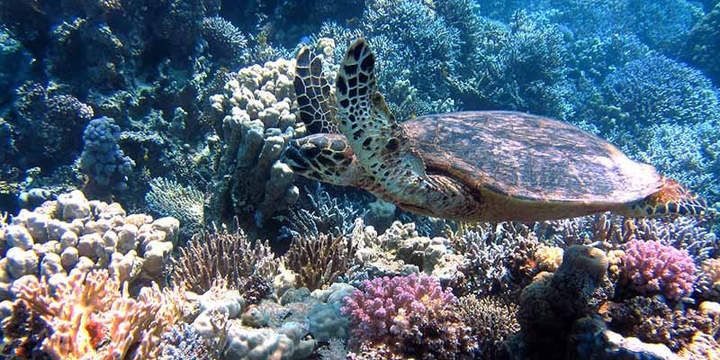 Sea turtle swims through coral