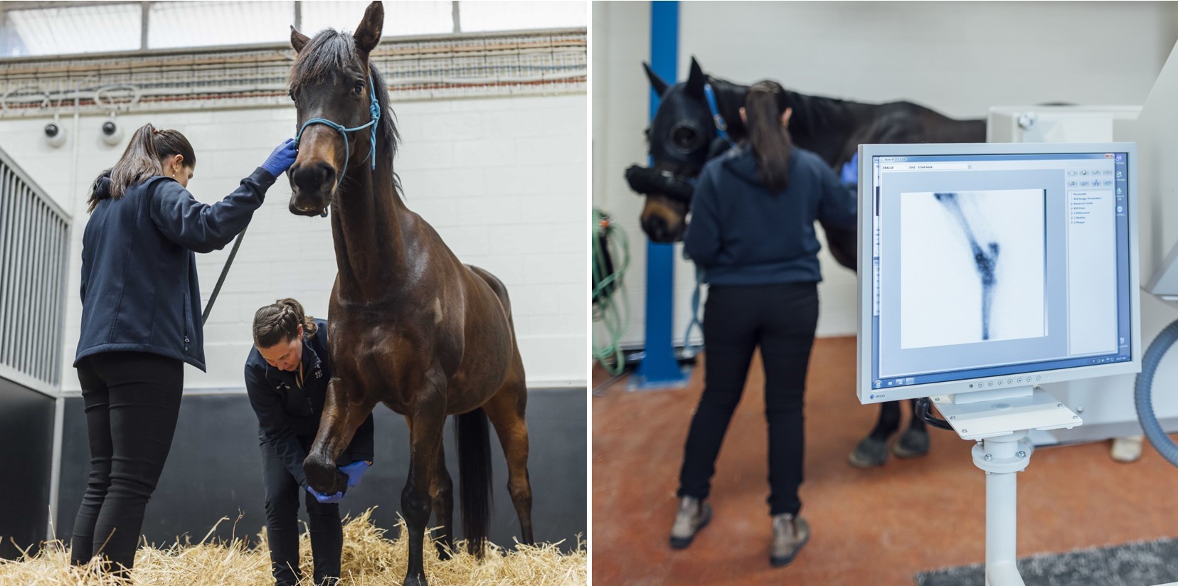 Melbourne Veterinary School's Equine Centre