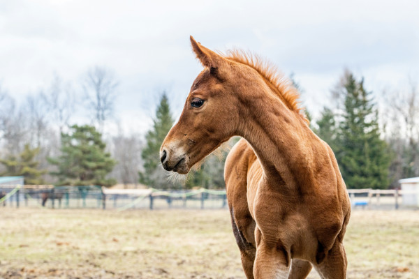 Chestnut foal with head turned to the side.