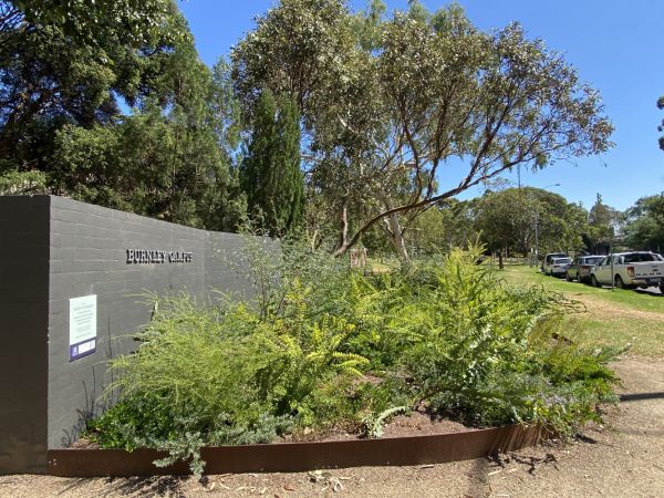 Australian native plants growing in a garden bed