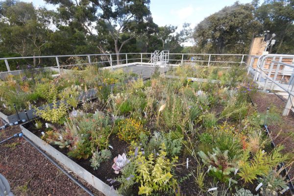 Plants growing in garden beds on top of a flat building roof