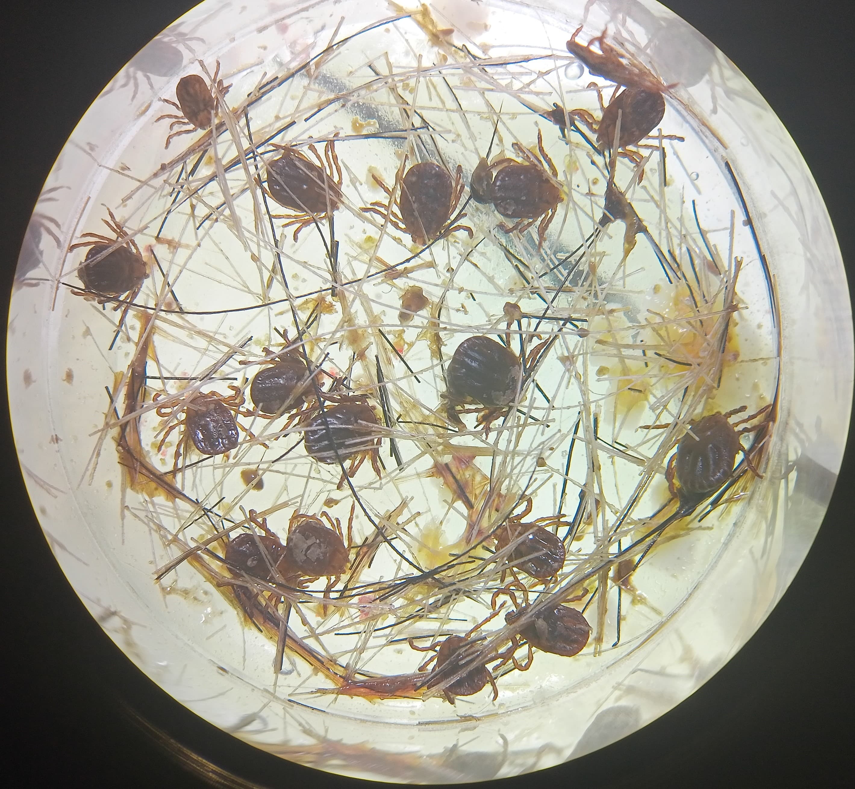 Several ticks feeding through the membrane in the lab