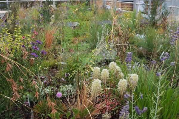 A close up of many different kinds of native flowers in the garden