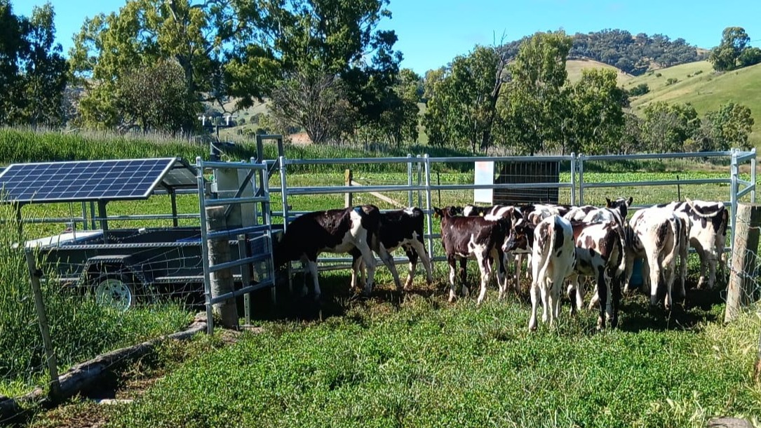 A small group of calves eat from a feed trailer in a paddock