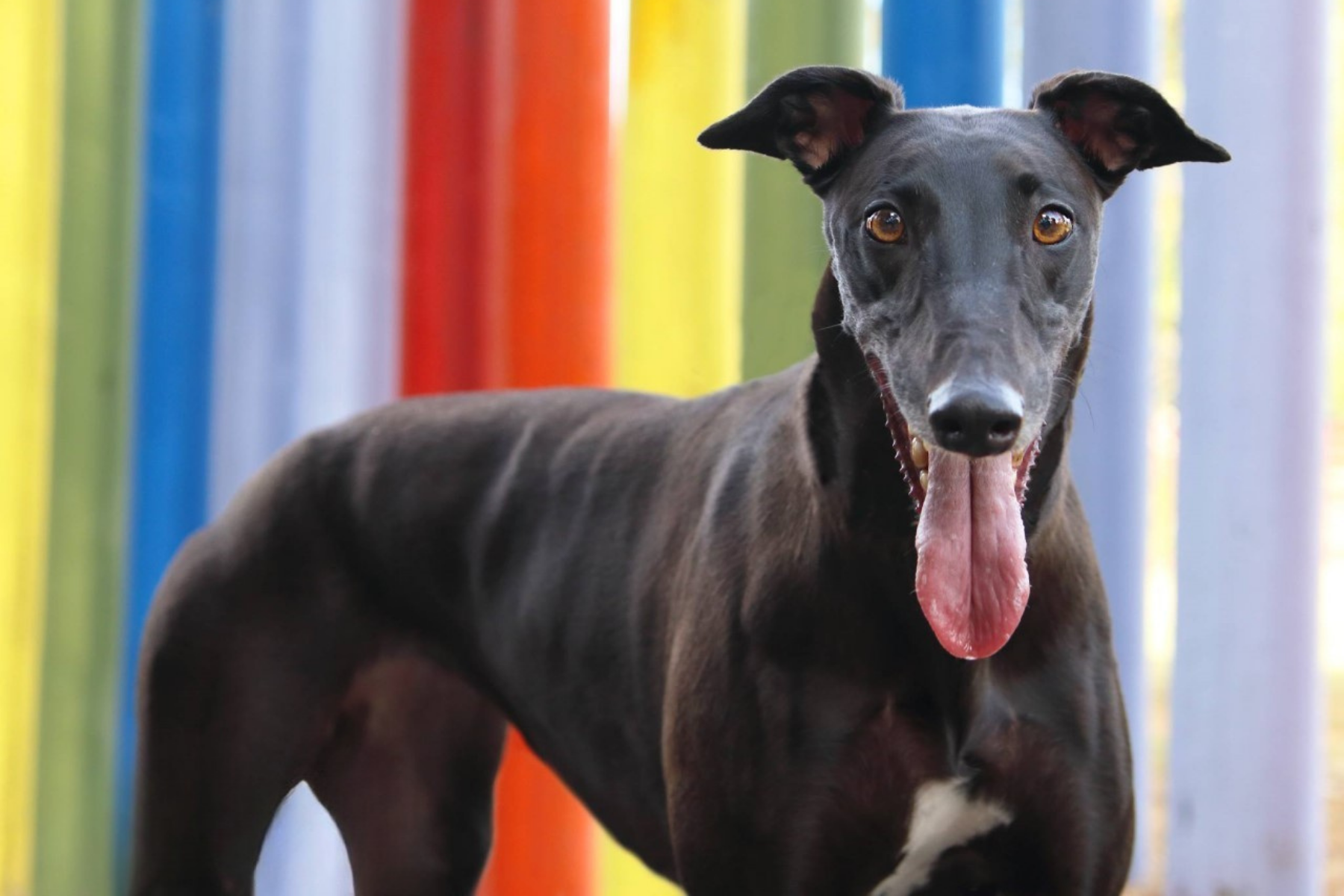 Black greyhound pictured in front of rainbow colours