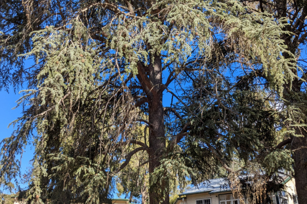 Branches of an Atlas Cedar.