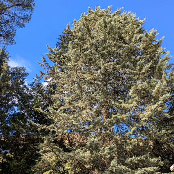 Tall and wide Arizona Cypress tree