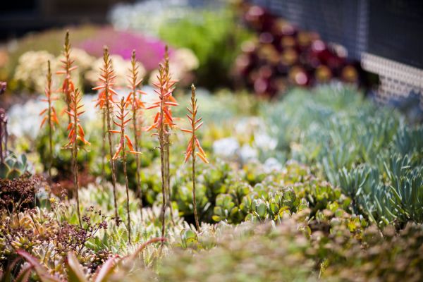 Flowering plants growing on a green roof