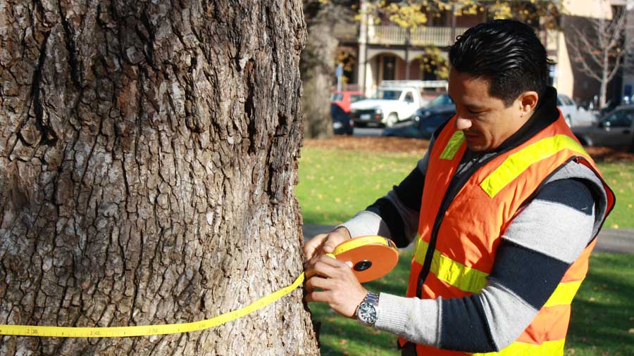 Image of Luis Aguilar measuring tree trunk