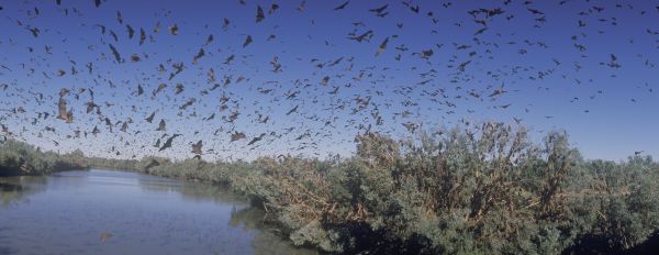 Colony of bats filling the sky over a river