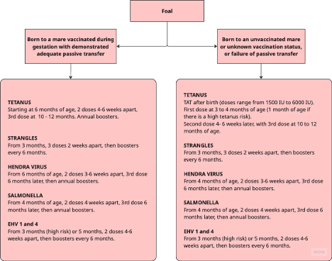 Figure 16.1. Immunisation protocol for foals. Immunisation protocol for foals.