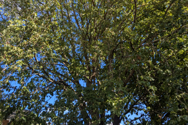 Branches of an English Oak.