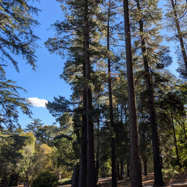 Tall Monterey Pine trees