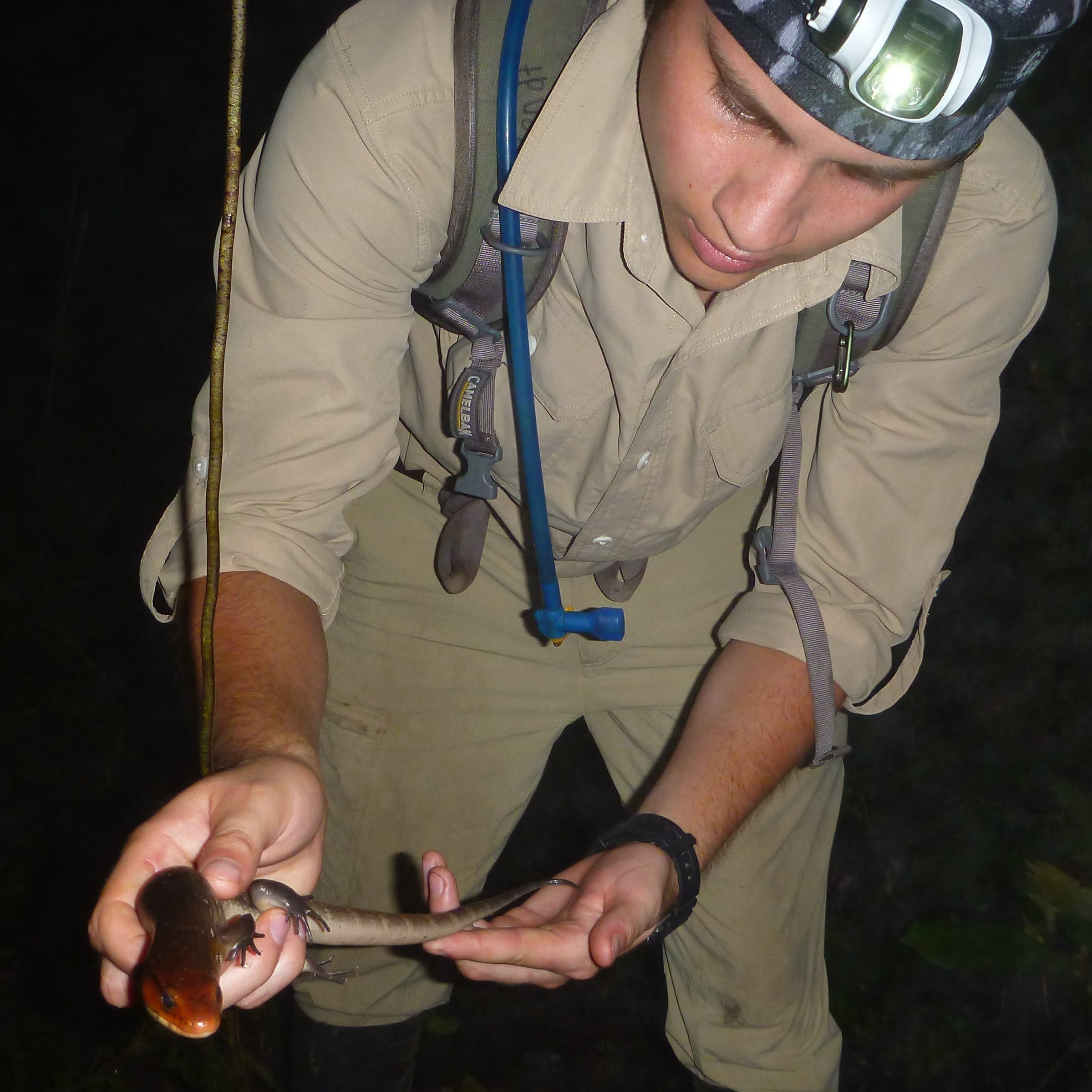 Standing in a forest at night, a man wearing a headtorch holds a small lizard