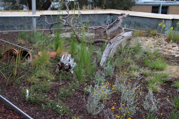 A native garden growing on a roof top, including plants, logs and stones. 