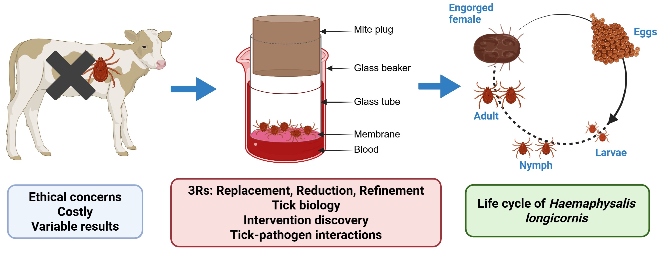 A diagram showing how the feeding system fits in a beaker with blood below a membrane through which ticks feed