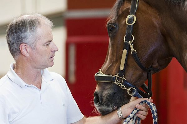 A veterinarian examining a horse's snout