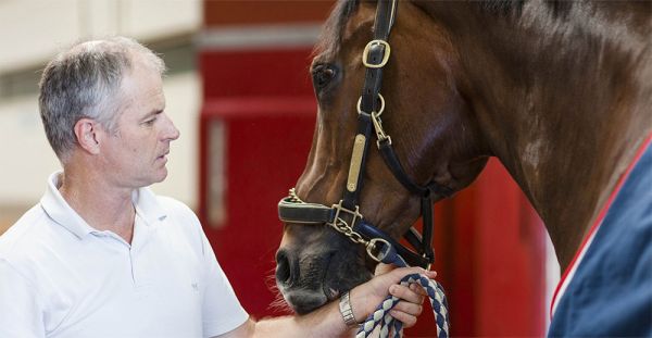 Man holding a bay horse by the bridle.